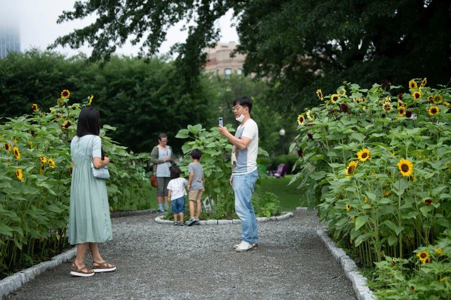 Sunflowers grow in the Radiant Community installation outside the MFA.