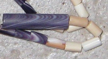 Shell beads made by Aquinnah Wampanoag artist Elizabeth James-Perry.